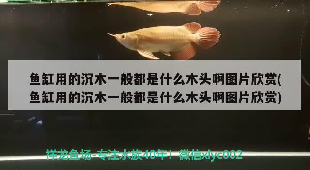 魚缸用的沉木一般都是什么木頭啊圖片欣賞(魚缸用的沉木一般都是什么木頭啊圖片欣賞)