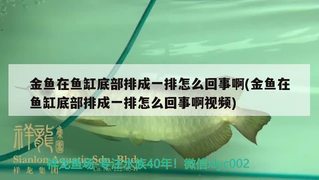 金魚在魚缸底部排成一排怎么回事啊(金魚在魚缸底部排成一排怎么回事啊視頻) 黑金魟魚