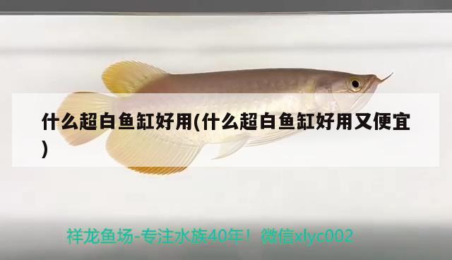 什么超白魚缸好用(什么超白魚缸好用又便宜) 斑馬鴨嘴魚