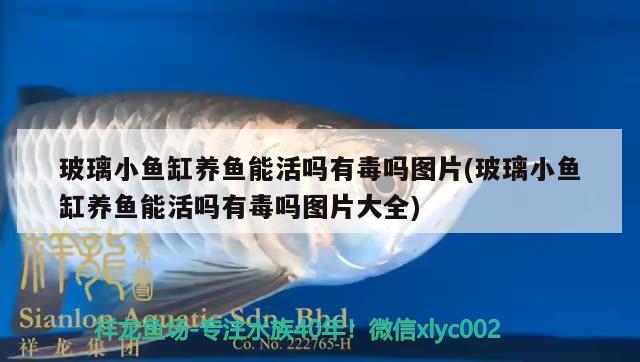 玻璃小魚(yú)缸養(yǎng)魚(yú)能活嗎有毒嗎圖片(玻璃小魚(yú)缸養(yǎng)魚(yú)能活嗎有毒嗎圖片大全)