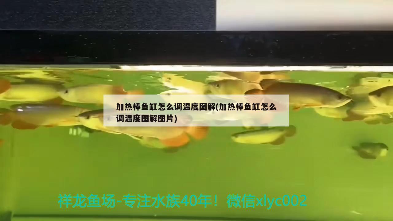 加熱棒魚缸怎么調(diào)溫度圖解(加熱棒魚缸怎么調(diào)溫度圖解圖片) 生態(tài)瓶/創(chuàng)意缸/桌面微景缸