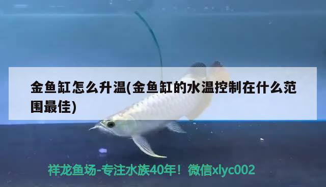 金魚缸怎么升溫(金魚缸的水溫控制在什么范圍最佳) 鐵甲武士