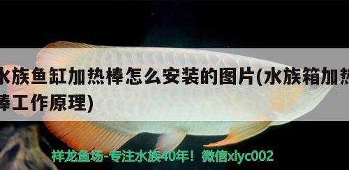 水族魚(yú)缸加熱棒怎么安裝的圖片(水族箱加熱棒工作原理) 魚(yú)缸/水族箱