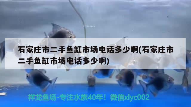 石家莊市二手魚缸市場電話多少啊(石家莊市二手魚缸市場電話多少啊)