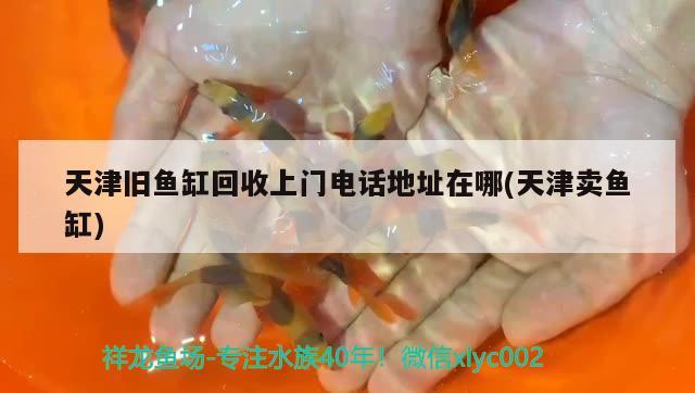 天津舊魚缸回收上門電話地址在哪(天津賣魚缸) 白子銀版魚