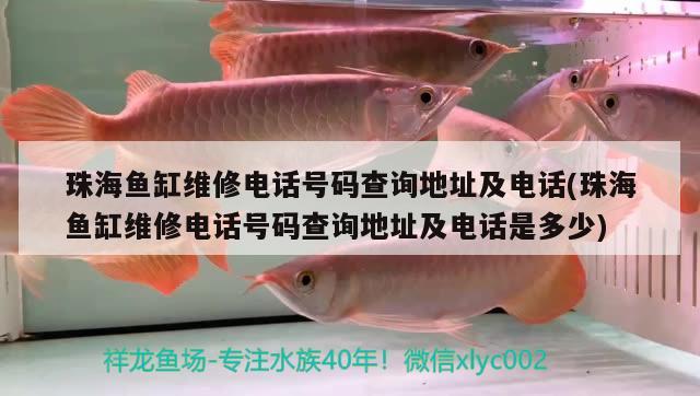 珠海魚缸維修電話號碼查詢地址及電話(珠海魚缸維修電話號碼查詢地址及電話是多少) 紅眼黃化幽靈火箭魚|皇家火箭魚 第2張