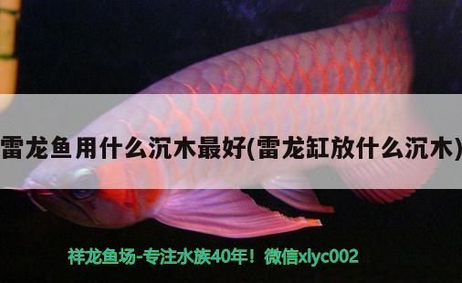 雷龍魚(yú)用什么沉木最好(雷龍缸放什么沉木)