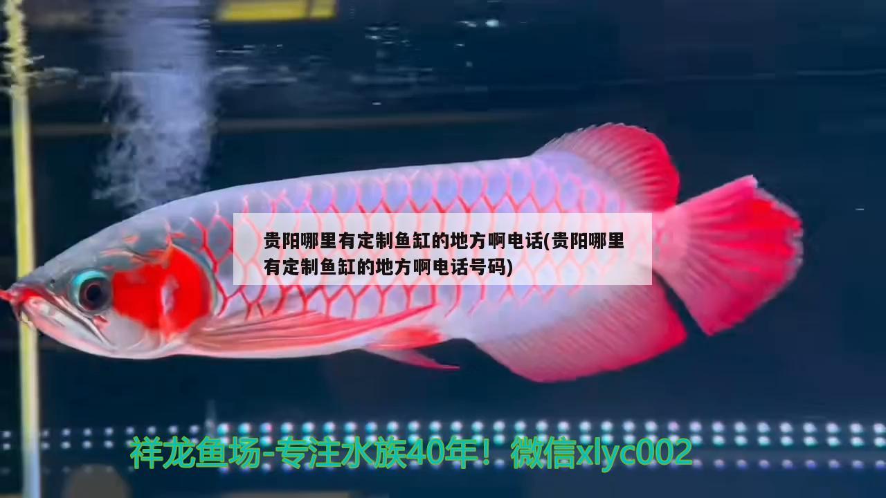 貴陽哪里有定制魚缸的地方啊電話(貴陽哪里有定制魚缸的地方啊電話號(hào)碼) 一眉道人魚