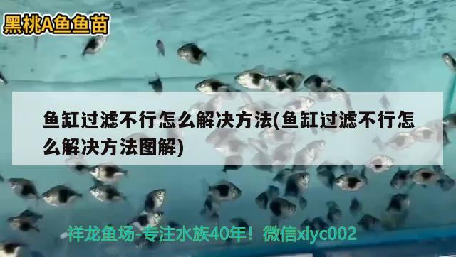 魚缸過濾不行怎么解決方法(魚缸過濾不行怎么解決方法圖解) 申古銀版魚