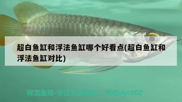 超白魚缸和浮法魚缸哪個好看點(diǎn)(超白魚缸和浮法魚缸對比)