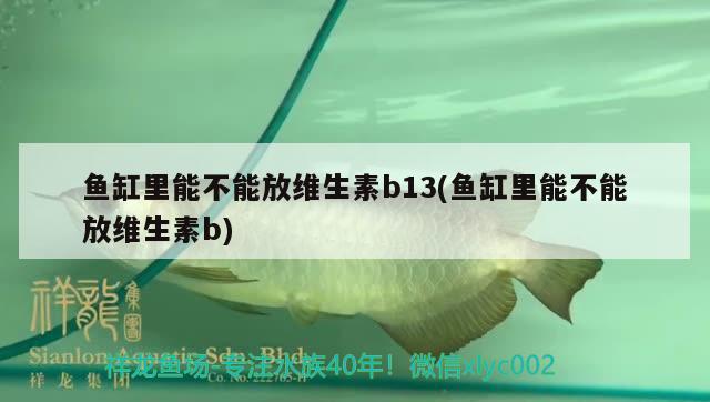 魚缸里能不能放維生素b13(魚缸里能不能放維生素b)