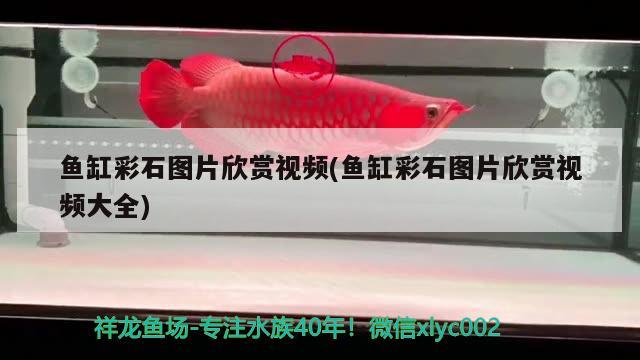 魚缸彩石圖片欣賞視頻(魚缸彩石圖片欣賞視頻大全)