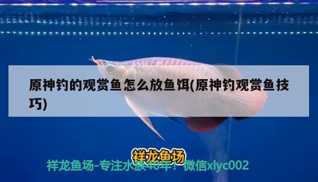 原神釣的觀賞魚怎么放魚餌(原神釣觀賞魚技巧) 垂釣樂園