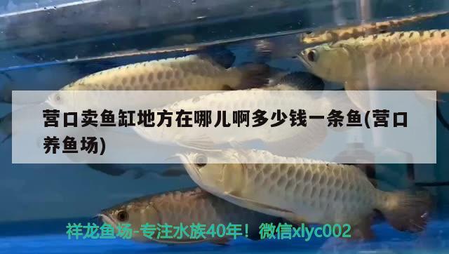 營口賣魚缸地方在哪兒啊多少錢一條魚(營口養(yǎng)魚場(chǎng)) 蝴蝶鯉魚苗