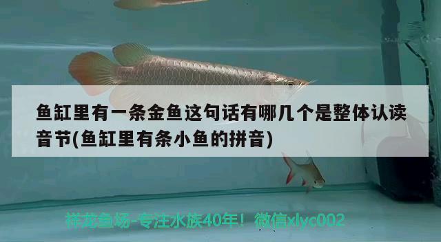 魚缸里有一條金魚這句話有哪幾個是整體認(rèn)讀音節(jié)(魚缸里有條小魚的拼音)