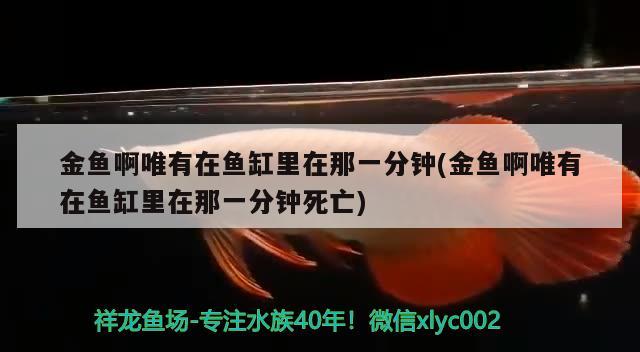 金魚啊唯有在魚缸里在那一分鐘(金魚啊唯有在魚缸里在那一分鐘死亡)