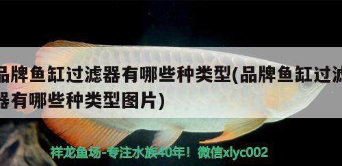 品牌魚缸過濾器有哪些種類型(品牌魚缸過濾器有哪些種類型圖片)