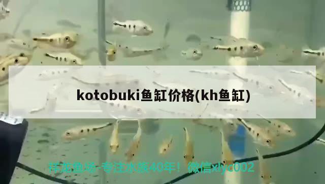 kotobuki魚缸價格(kh魚缸) 大湖紅龍魚