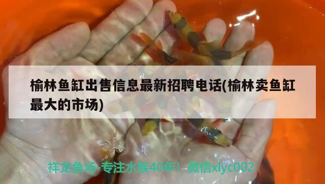 榆林魚缸出售信息最新招聘電話(榆林賣魚缸最大的市場)