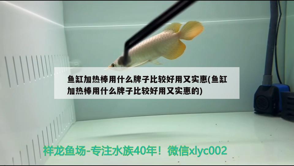 魚(yú)缸加熱棒用什么牌子比較好用又實(shí)惠(魚(yú)缸加熱棒用什么牌子比較好用又實(shí)惠的)