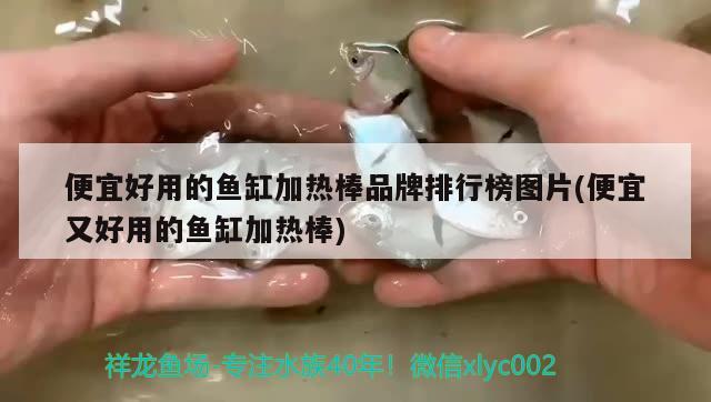 便宜好用的魚缸加熱棒品牌排行榜圖片(便宜又好用的魚缸加熱棒)