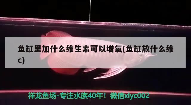 魚缸里加什么維生素可以增氧(魚缸放什么維c) 黃金河虎魚