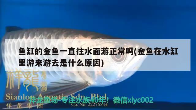 魚缸的金魚一直往水面游正常嗎(金魚在水缸里游來游去是什么原因)