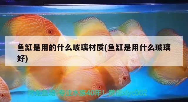 魚缸是用的什么玻璃材質(zhì)(魚缸是用什么玻璃好) 大湖紅龍魚