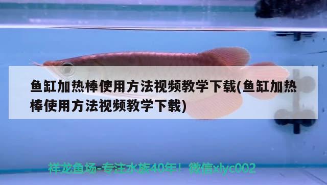 魚缸加熱棒使用方法視頻教學(xué)下載(魚缸加熱棒使用方法視頻教學(xué)下載) 藍(lán)底過背金龍魚