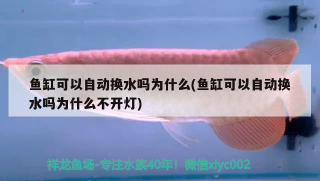 魚缸可以自動換水嗎為什么(魚缸可以自動換水嗎為什么不開燈) 定時器/自控系統(tǒng)