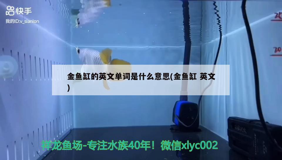 金魚缸的英文單詞是什么意思(金魚缸英文) 名貴錦鯉魚