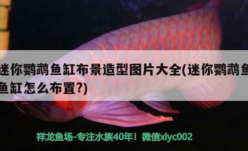 迷你鸚鵡魚缸布景造型圖片大全(迷你鸚鵡魚魚缸怎么布置?)