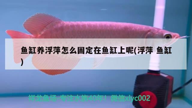 魚缸養(yǎng)浮萍怎么固定在魚缸上呢(浮萍魚缸) 觀賞魚市場(chǎng)（混養(yǎng)魚）