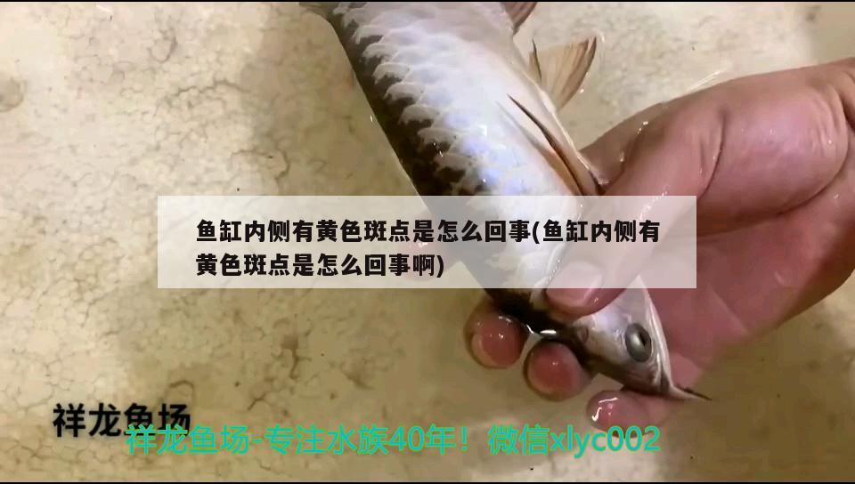 魚缸內(nèi)側(cè)有黃色斑點是怎么回事(魚缸內(nèi)側(cè)有黃色斑點是怎么回事啊) 狗頭魚