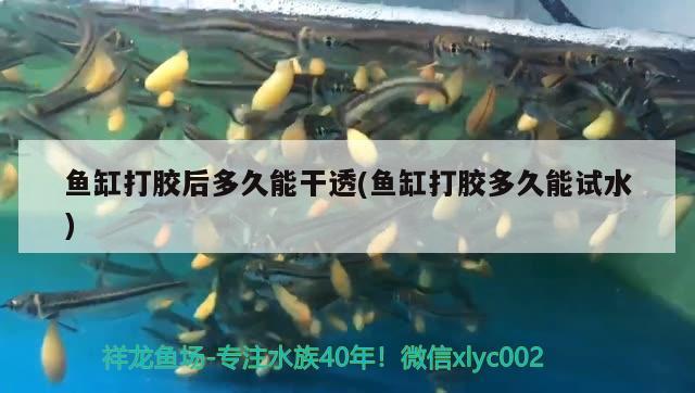 魚缸打膠后多久能干透(魚缸打膠多久能試水) 錦鯉池魚池建設