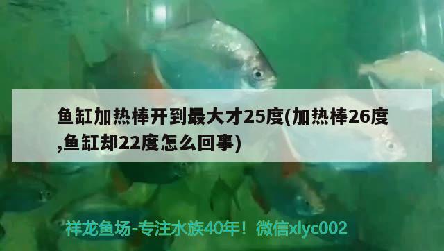 魚(yú)缸加熱棒開(kāi)到最大才25度(加熱棒26度,魚(yú)缸卻22度怎么回事) 黑桃A魚(yú)苗