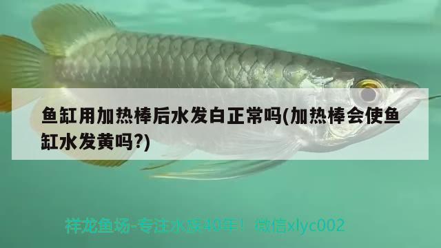 魚缸用加熱棒后水發(fā)白正常嗎(加熱棒會使魚缸水發(fā)黃嗎?) 祥龍龍魚魚糧