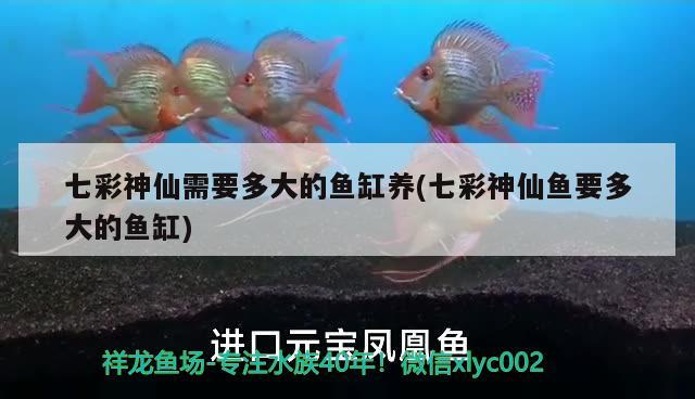 七彩神仙需要多大的魚缸養(yǎng)(七彩神仙魚要多大的魚缸)