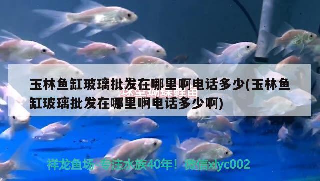 玉林魚缸玻璃批發(fā)在哪里啊電話多少(玉林魚缸玻璃批發(fā)在哪里啊電話多少啊) 巨骨舌魚