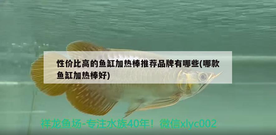 性價比高的魚缸加熱棒推薦品牌有哪些(哪款魚缸加熱棒好)