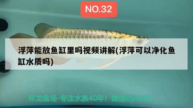 浮萍能放魚(yú)缸里嗎視頻講解(浮萍可以凈化魚(yú)缸水質(zhì)嗎)