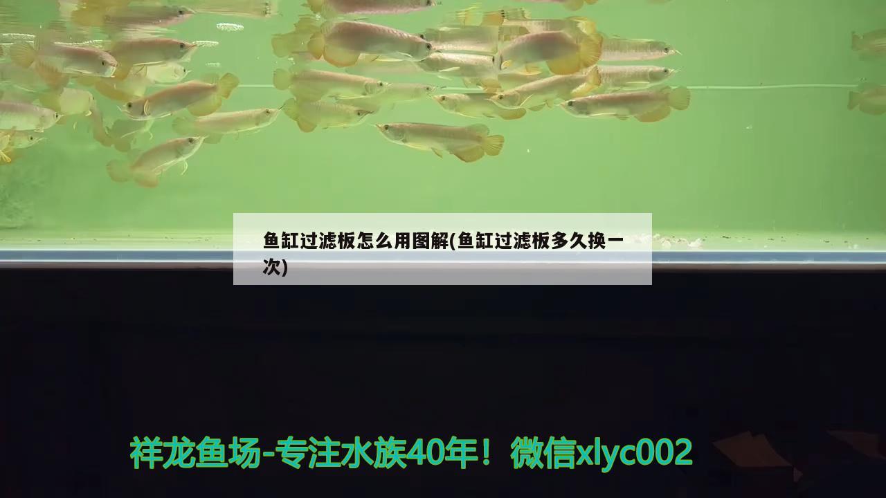 魚缸過濾板怎么用圖解(魚缸過濾板多久換一次)