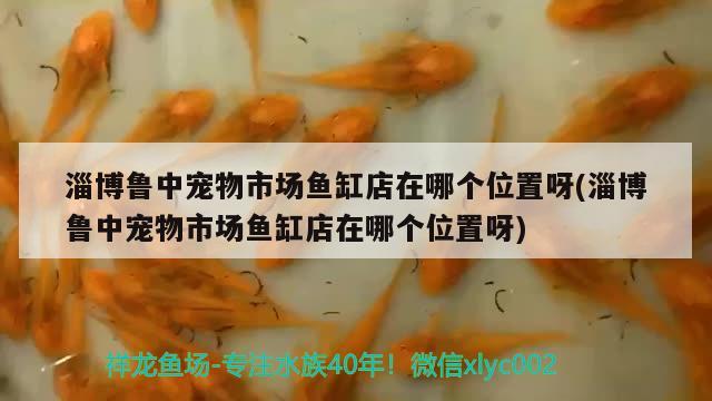 淄博魯中寵物市場(chǎng)魚缸店在哪個(gè)位置呀(淄博魯中寵物市場(chǎng)魚缸店在哪個(gè)位置呀) 黑云魚