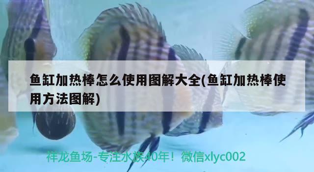 魚缸加熱棒怎么使用圖解大全(魚缸加熱棒使用方法圖解)