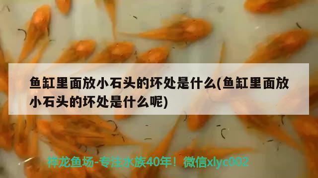 魚缸里面放小石頭的壞處是什么(魚缸里面放小石頭的壞處是什么呢)