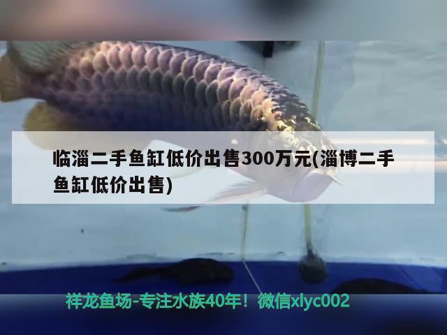 臨淄二手魚(yú)缸低價(jià)出售300萬(wàn)元(淄博二手魚(yú)缸低價(jià)出售) 飛鳳魚(yú)苗