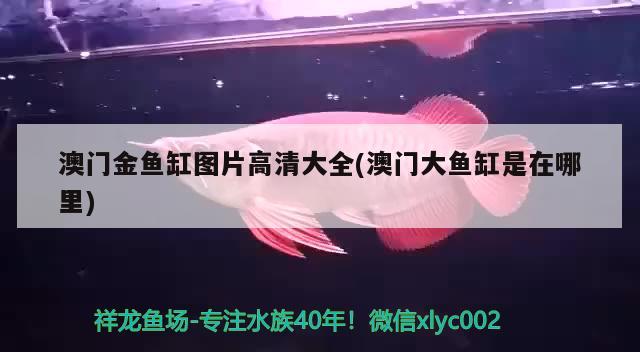 澳門金魚缸圖片高清大全(澳門大魚缸是在哪里) 養(yǎng)魚知識