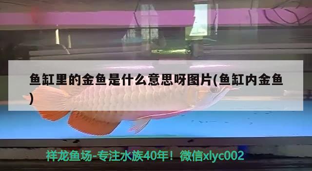 魚缸里的金魚是什么意思呀圖片(魚缸內金魚) 過背金龍魚