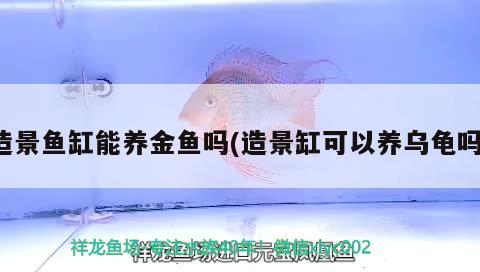 造景魚缸能養(yǎng)金魚嗎(造景缸可以養(yǎng)烏龜嗎)