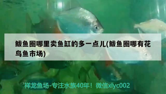 鲅魚圈哪里賣魚缸的多一點(diǎn)兒(鲅魚圈哪有花鳥魚市場)